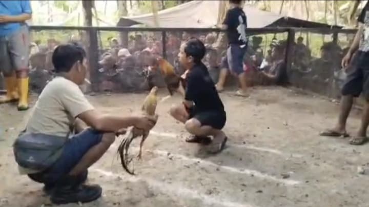 oknum-diduga-berupaya-bungkam-media-praktik-judi-sabung-ayam-di-halmahera-tengah-jadi-sorotan